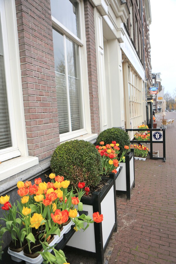 네덜란드의 꽃 튤립.